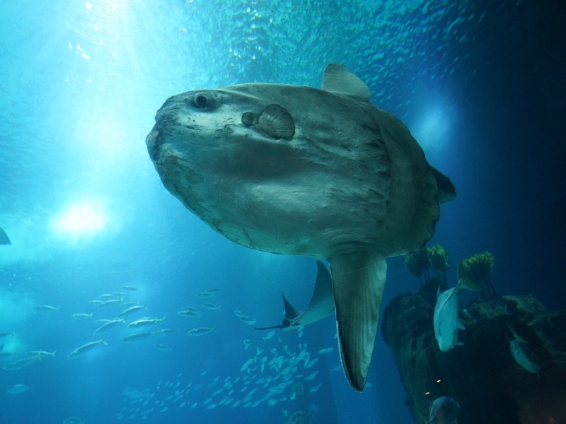 Ocean Sunfish