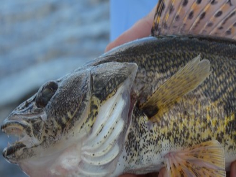 Sauger Fish