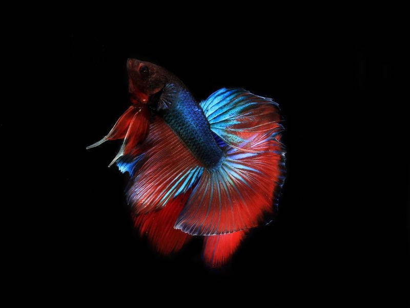 Siamese Fighting Fish