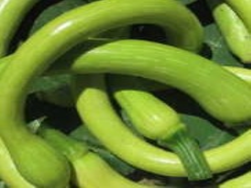 Trombocino Zucchini