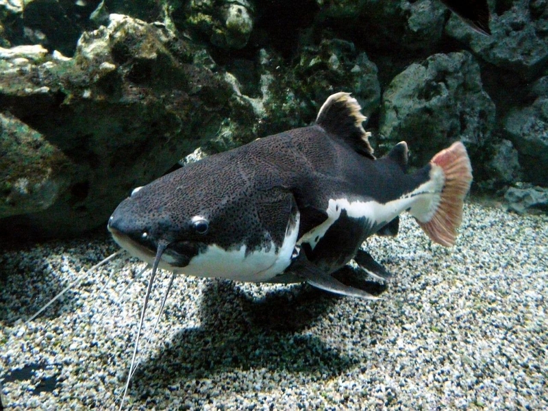 Wels Catfish