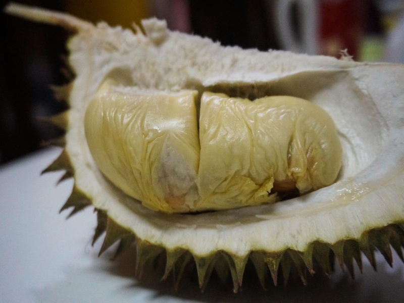 XO Durian