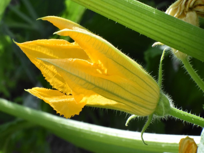 Zucchini Flowers