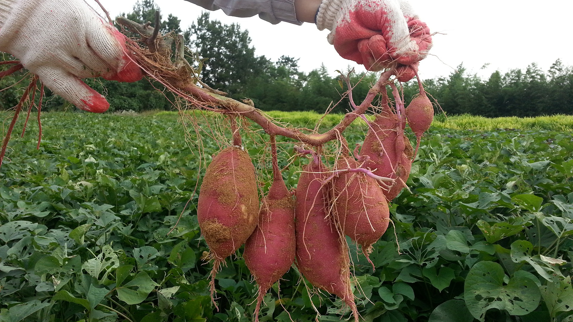 Sweet Potatoes