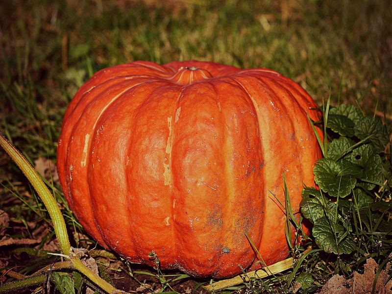 Cinderella Pumpkin