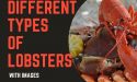 9 Different Types of Lobsters With Images