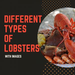 Types of Lobster