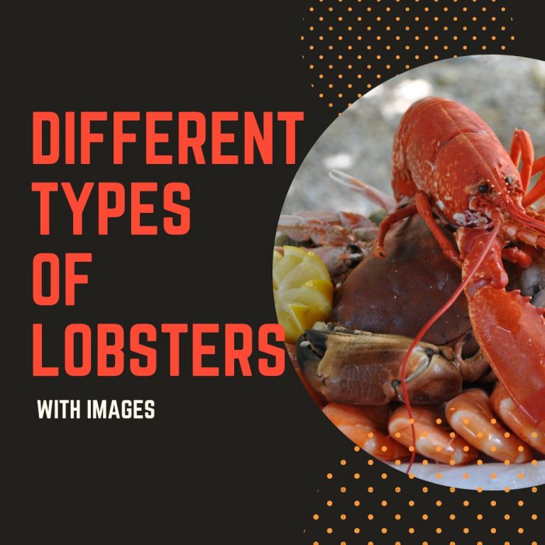 9 Different Types of Lobsters With Images