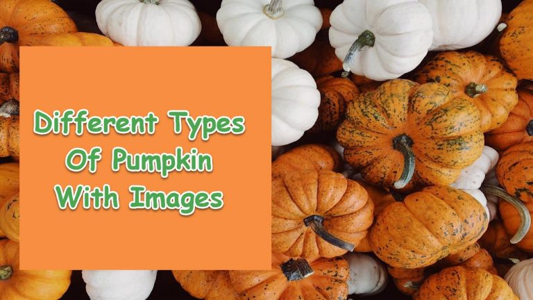 17 Different Types Of Pumpkin With Images