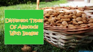 Types Of Almonds
