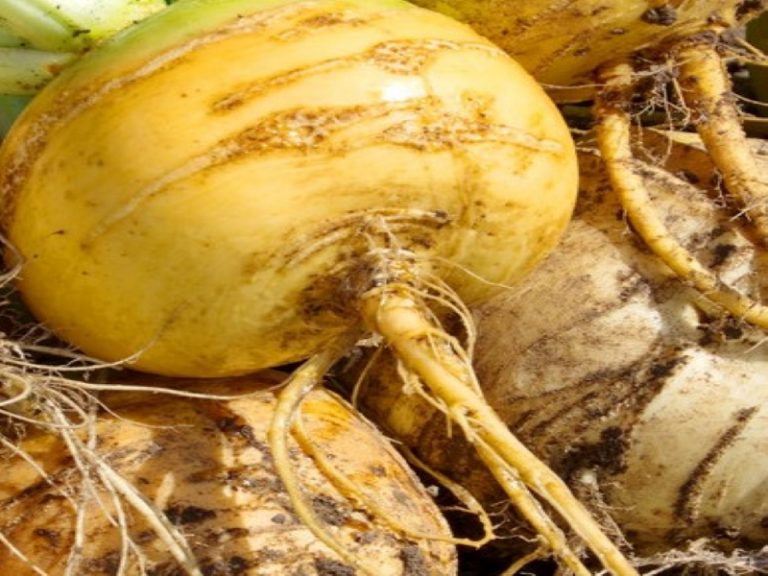 20 Different Types Of Turnip With Images Asian Recipe