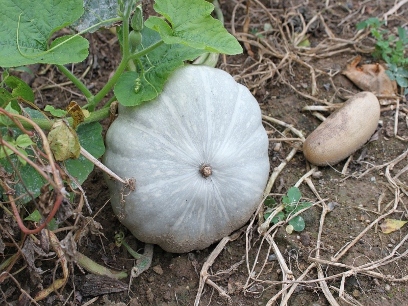 Jarrahdale Pumpkin