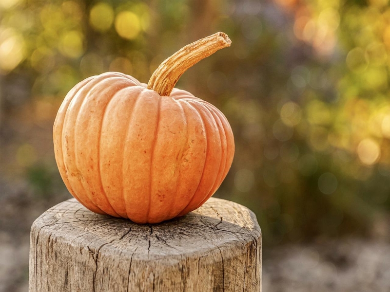 Long Island Cheese Pumpkin