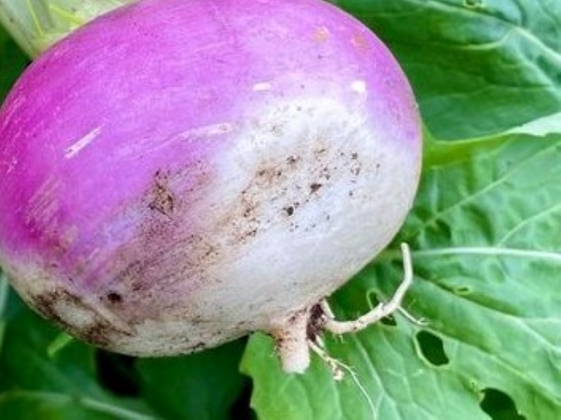 Milan Turnip