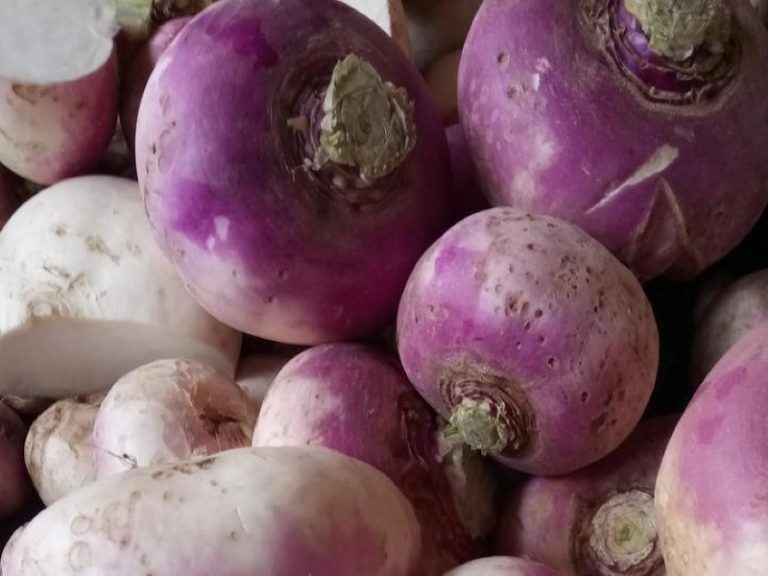20 Different Types Of Turnip With Images Asian Recipe