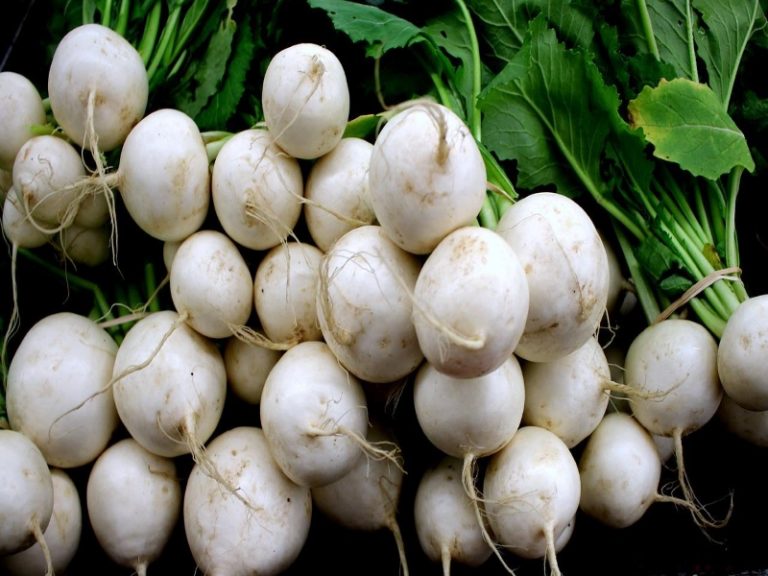 20 Different Types Of Turnip With Images Asian Recipe