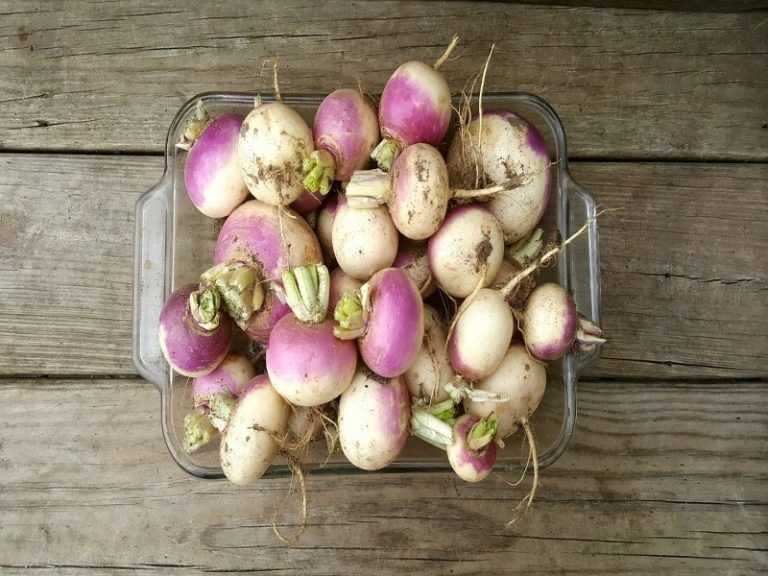 20 Different Types Of Turnip With Images Asian Recipe
