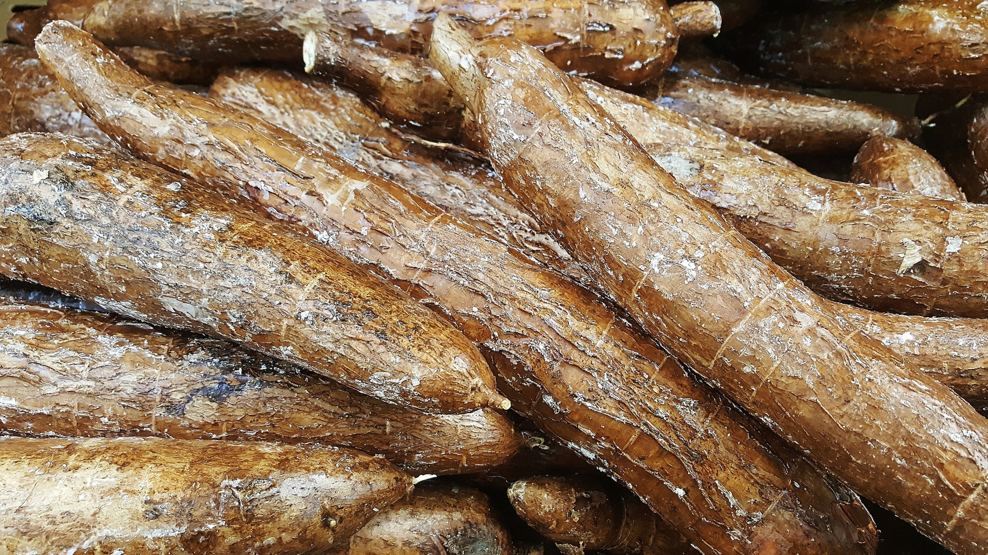 Cassava