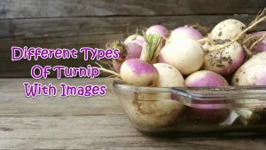 Types Of Turnip
