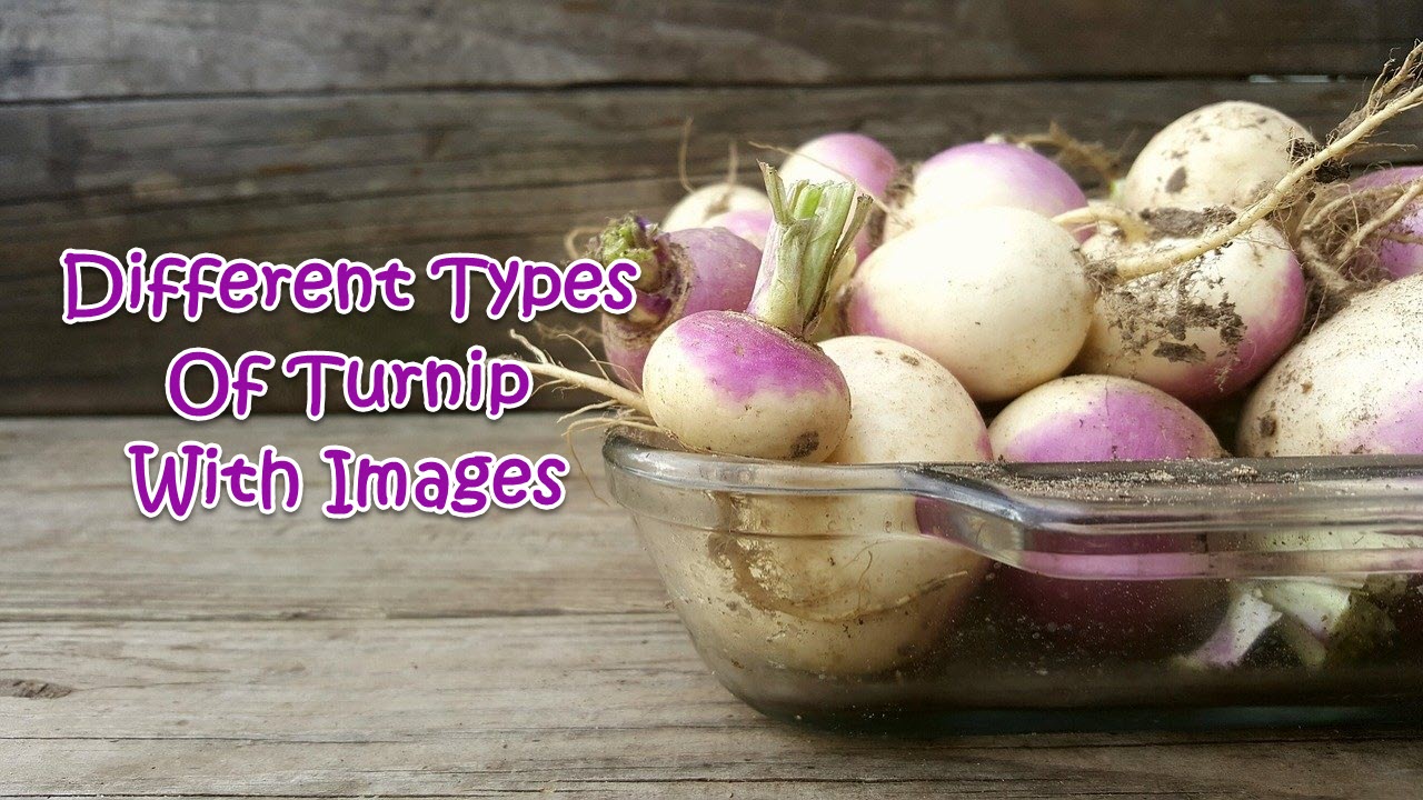 20 Different Types Of Turnip With Images Asian Recipe