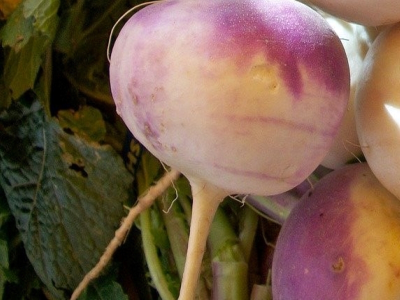 Purple Crown Turnip