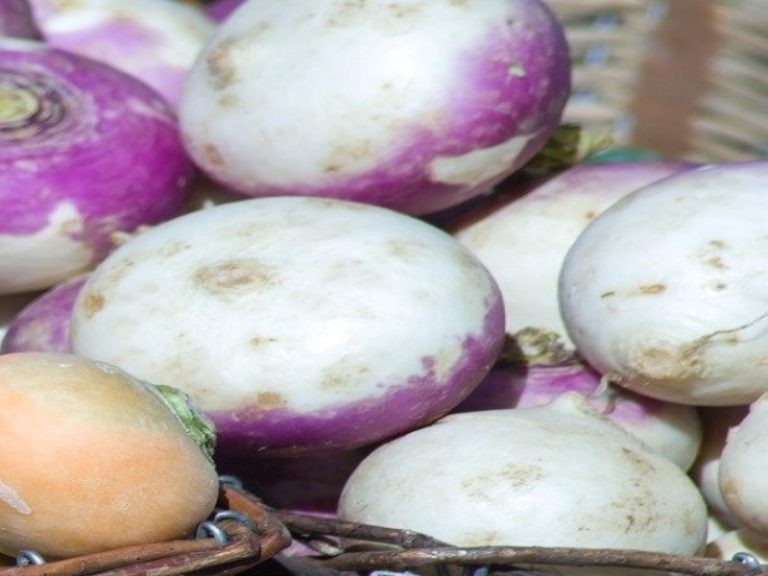 20 Different Types Of Turnip With Images Asian Recipe