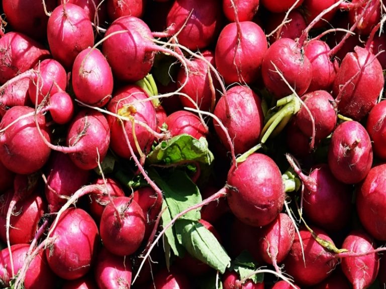 20 Different Types Of Turnip With Images Asian Recipe