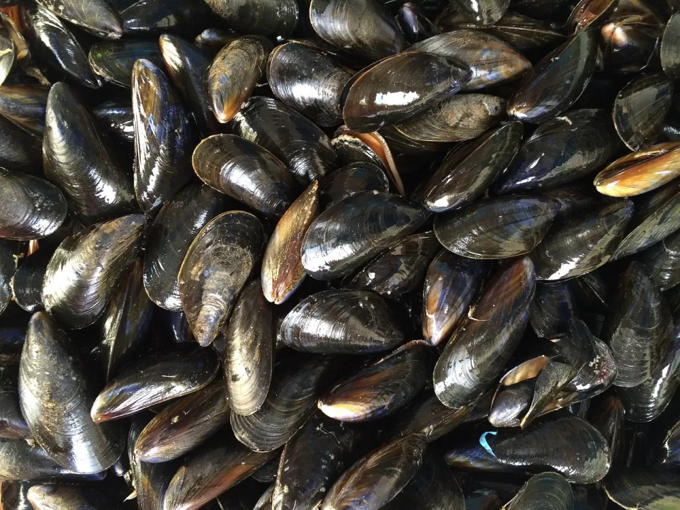 Fresh Mussels